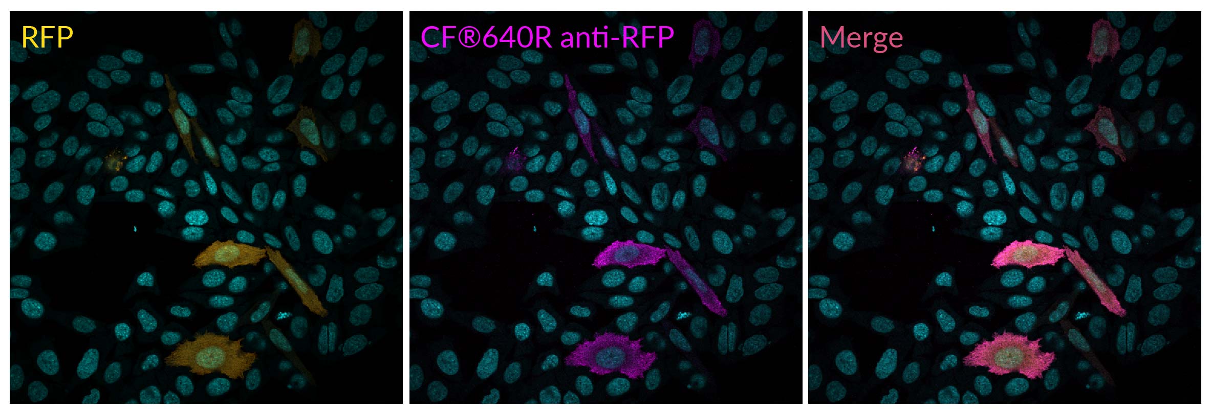 RFP Polyclonal Rabbit Antibody - Image 2