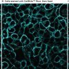 CellBrite® Cytoplasmic Membrane Dyes - Image 3