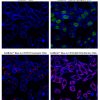 CellBrite® Cytoplasmic Membrane Dyes - Image 8