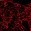 CellBrite® Cytoplasmic Membrane Dyes - Image 5