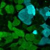 ViaFluor® SE Cell Proliferation Kits - Image 11