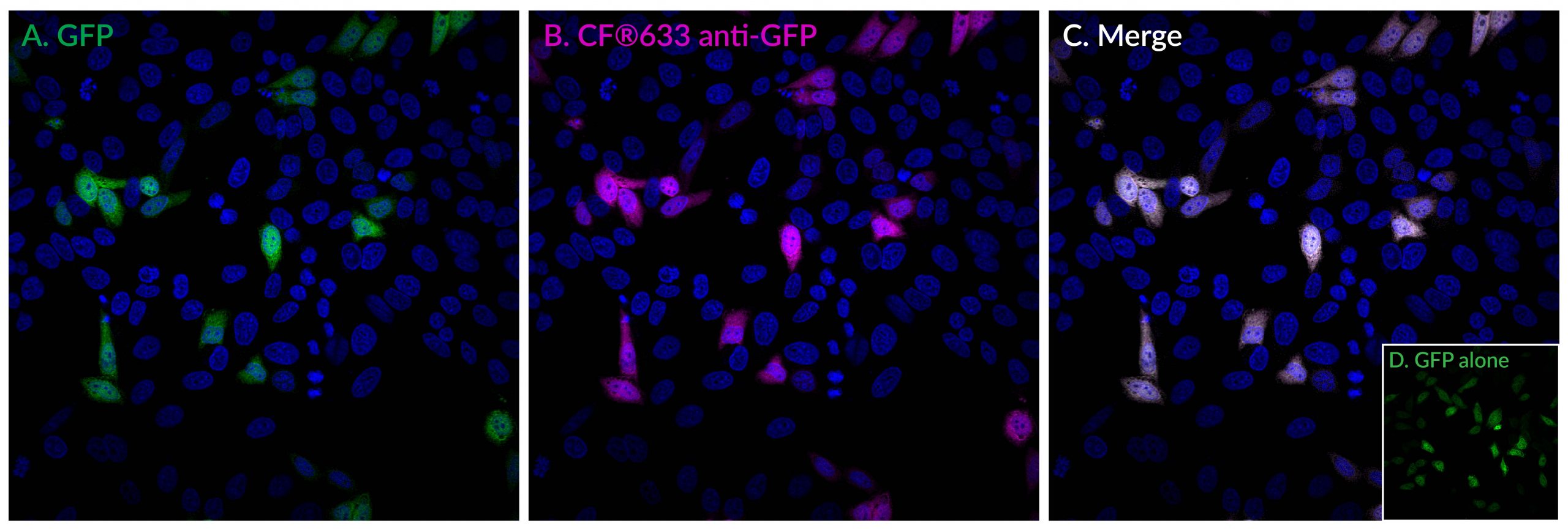 GFP Monoclonal Mouse Antibody (9F9.F9) - Image 2