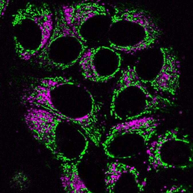 MitoView™ Mitochondrial Dyes - Image 2