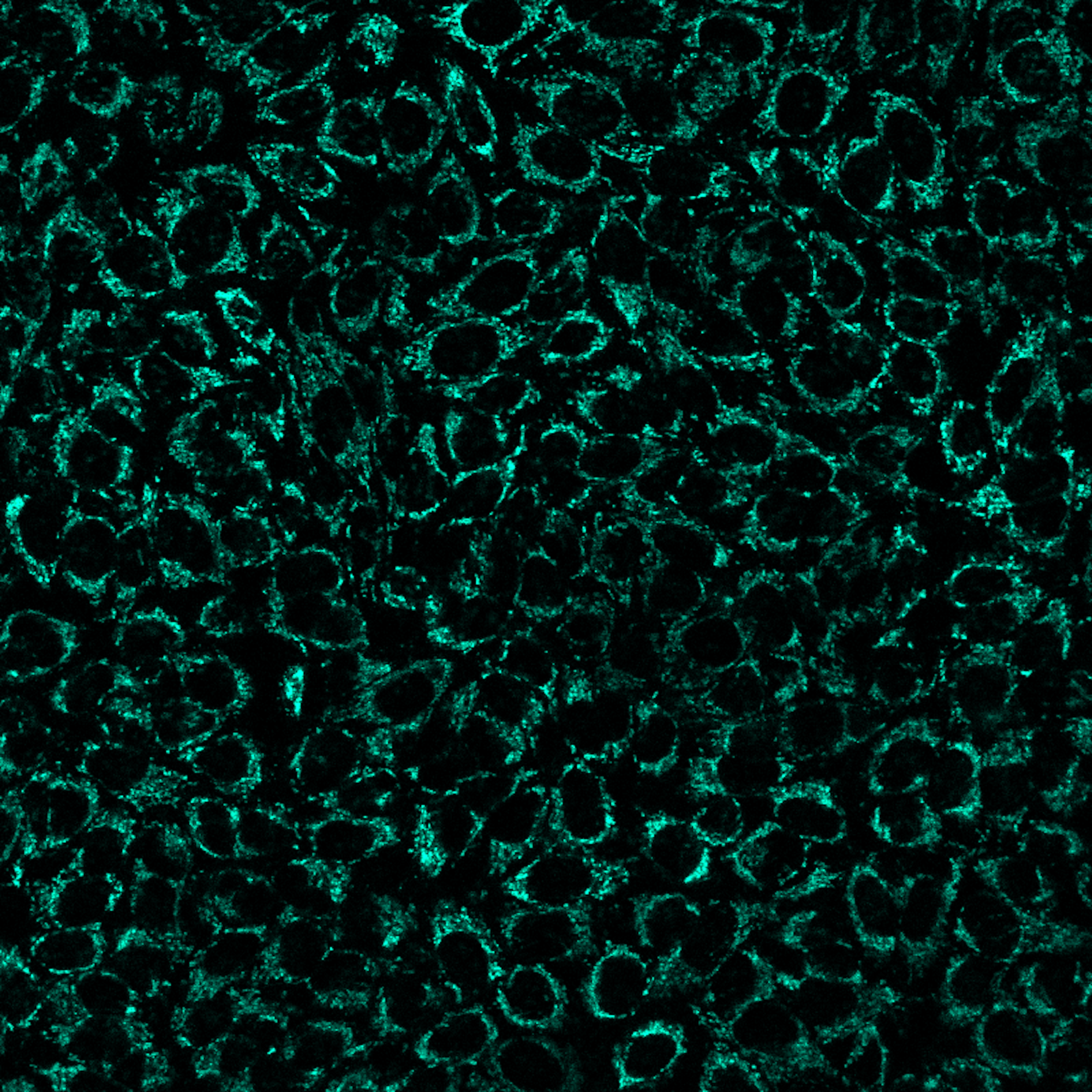 MitoView™ Mitochondrial Dyes - Image 7
