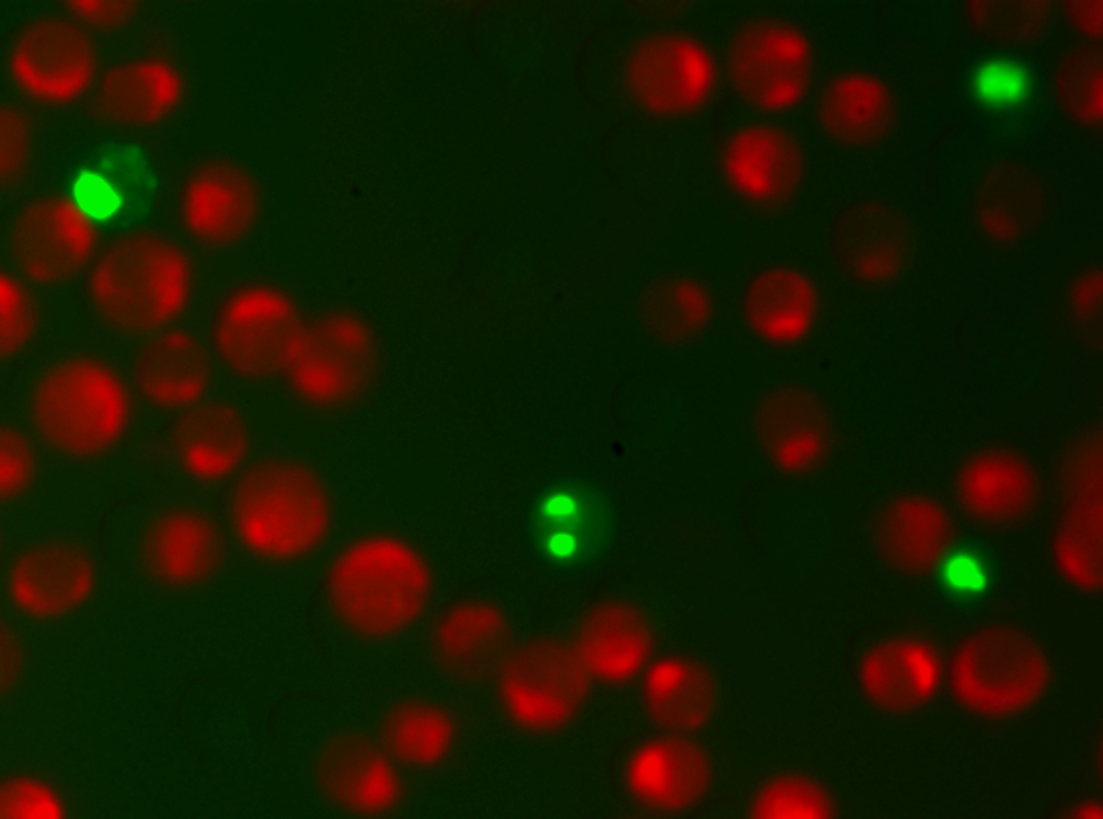 NucView® 488 & MitoView™ 633 Apoptosis Assay Kit - Image 2