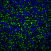 ViaFluor® SE Cell Proliferation Kits - Image 13