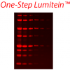 One-Step Lumitein™ Protein Gel Stain<svg class="svgicon svg-earthfriendly"><use xlink:href="#svg-earthfriendly"></use></svg> - Image 2