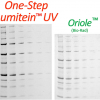 One-Step Lumitein™ UV Protein Gel Stain<svg class="svgicon svg-earthfriendly"><use xlink:href="#svg-earthfriendly"></use></svg> - Image 2
