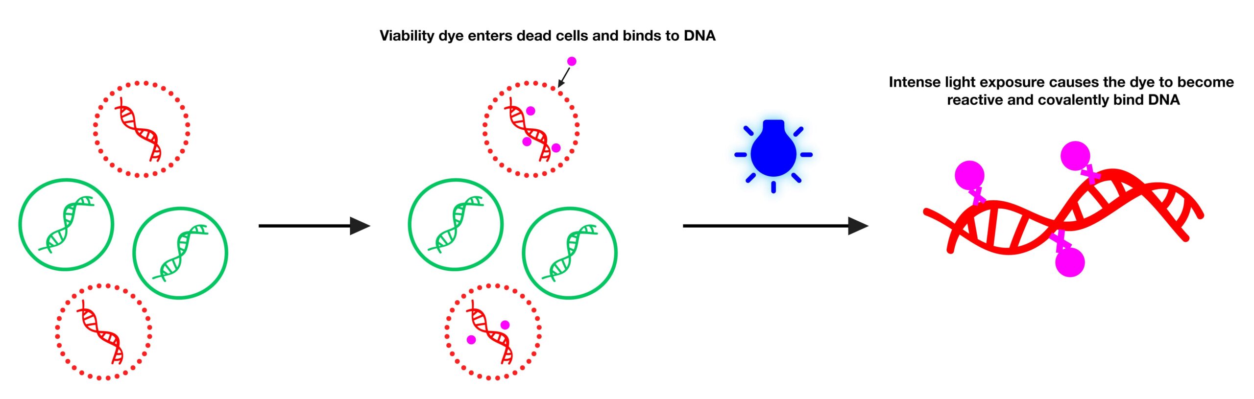 PMA Enhancer for Gram Negative Bacteria, 5X Solution - Image 2
