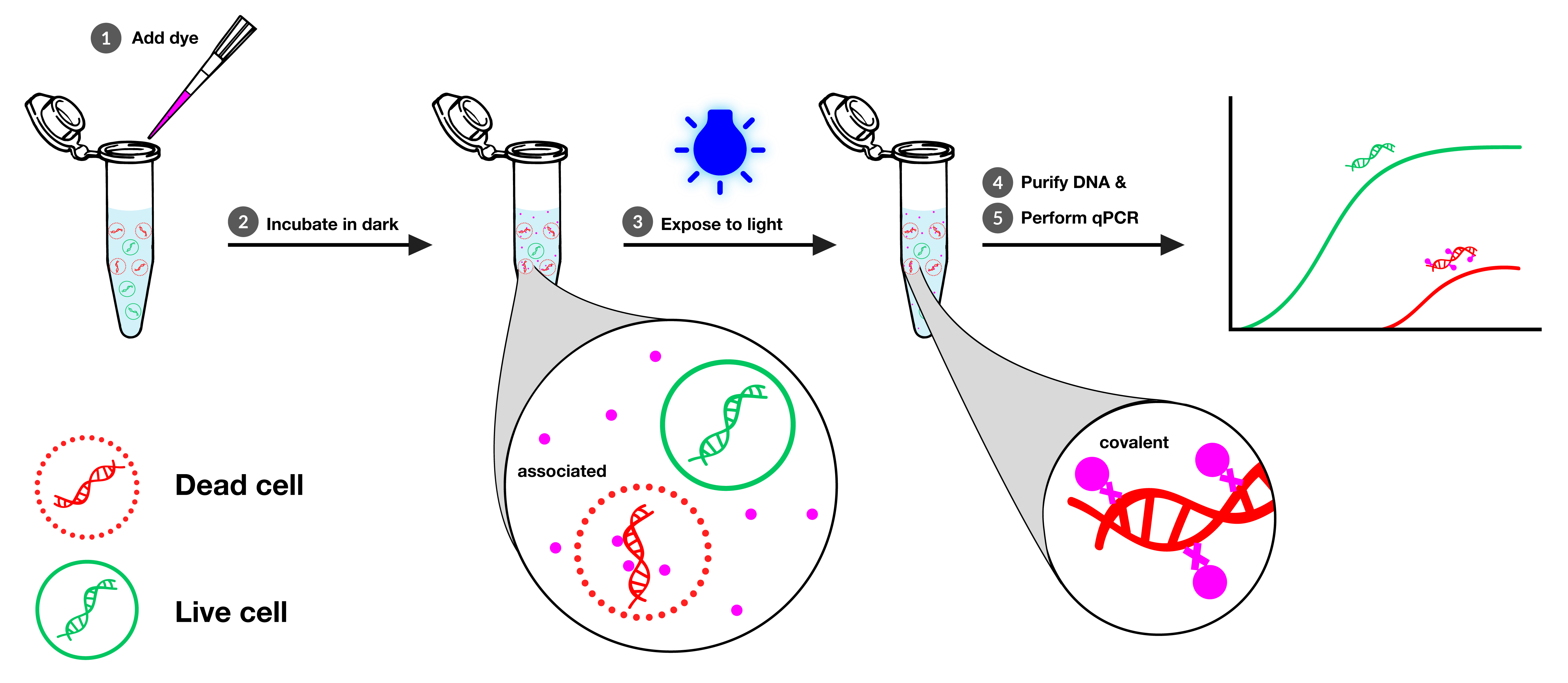 PMA Enhancer for Gram Negative Bacteria, 5X Solution - Image 3