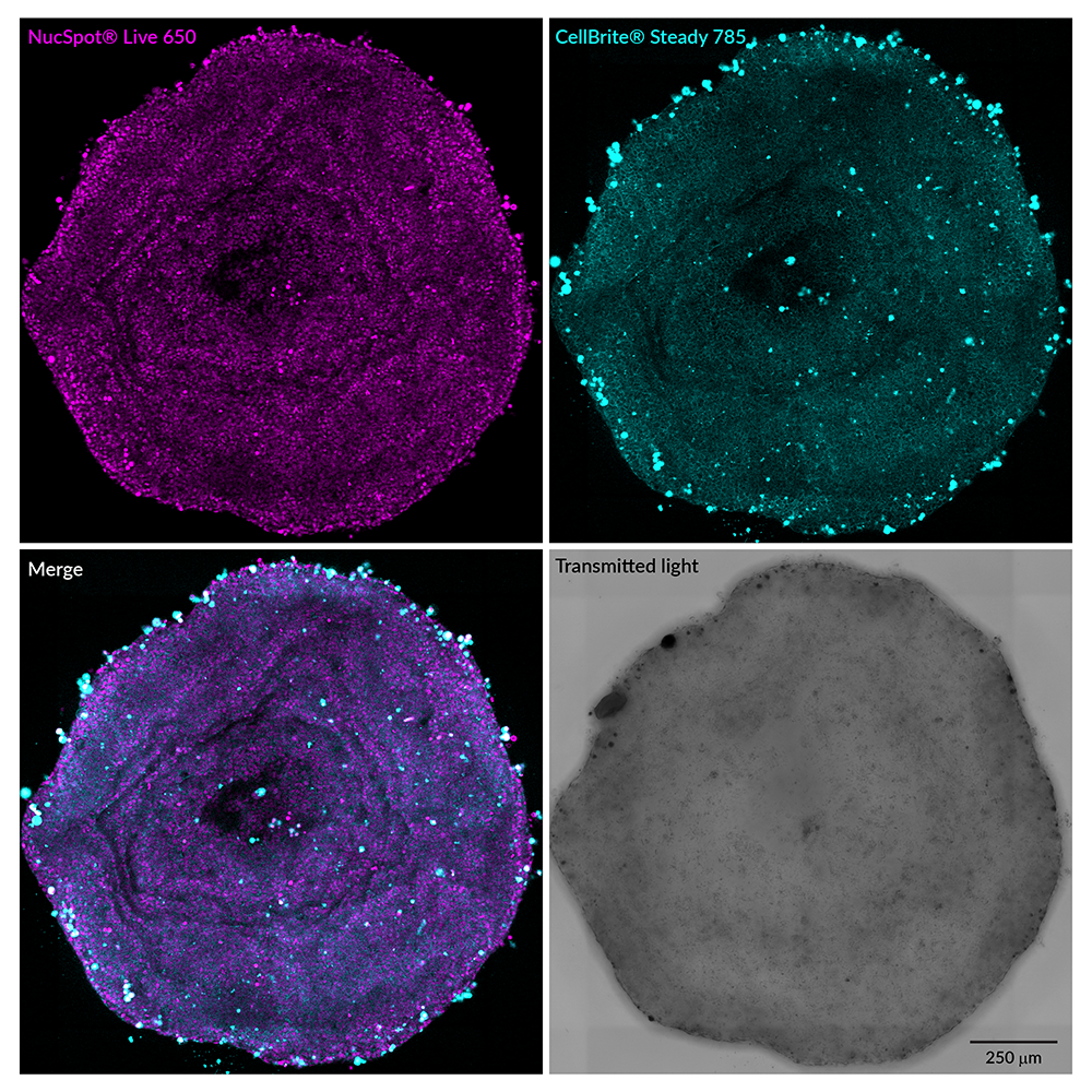CellBrite® Steady Membrane Staining Kits - Image 11