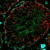 combined direct and indirect immunofluorescence staining of rat testis for microtubules, actin filaments and tight junctions