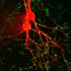 SynaptoGreen™ C4 (Equivalent to FMÂ®1-43) - Image 2