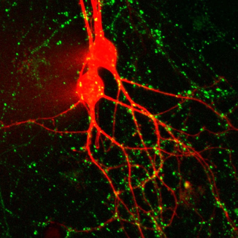 SynaptoGreen™ C4 (Equivalent to FMÂ®1-43) - Image 2