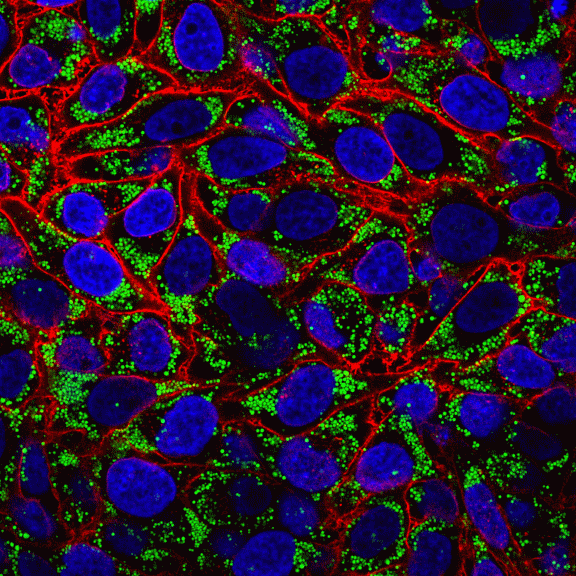 LipidSpot™ Lipid Droplet Stains - Image 3