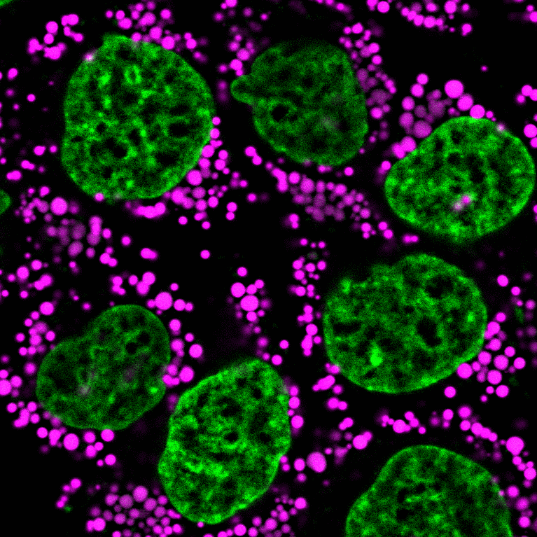 LipidSpot™ Lipid Droplet Stains - Image 2