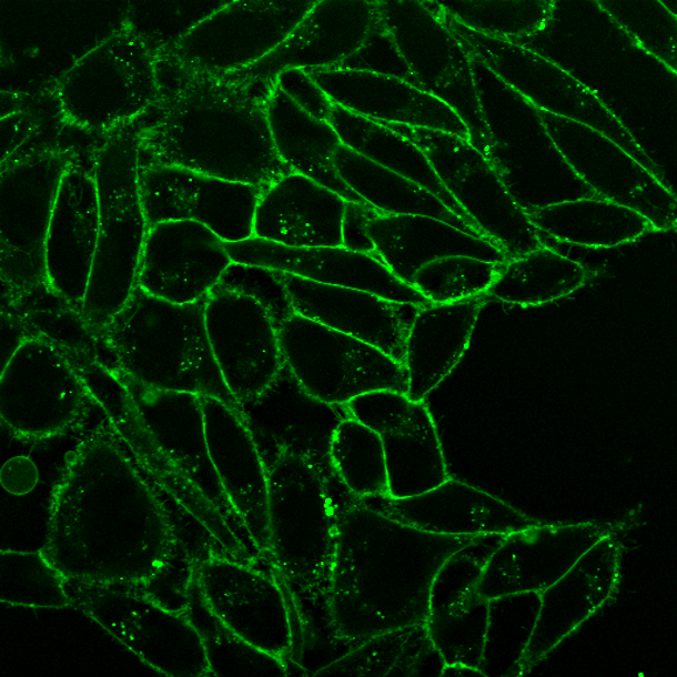 CellBrite® Fix Membrane Stains - Image 3