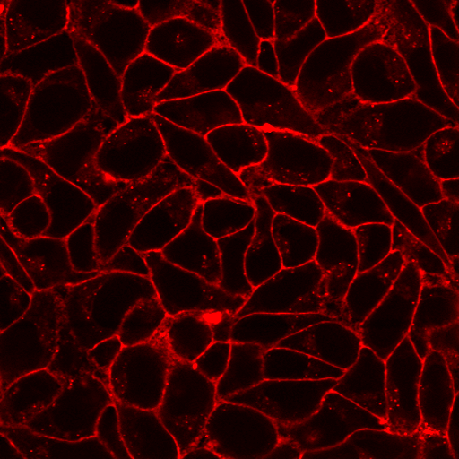 CellBrite® Fix Membrane Stains - Image 5