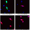 Live-or-Dye™ Fixable Viability Staining Kits - Image 2
