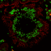 CF555 Mix-n-Stain NucSpot 470 TrueBlack Background Suppressing System Background Suppressor intestine