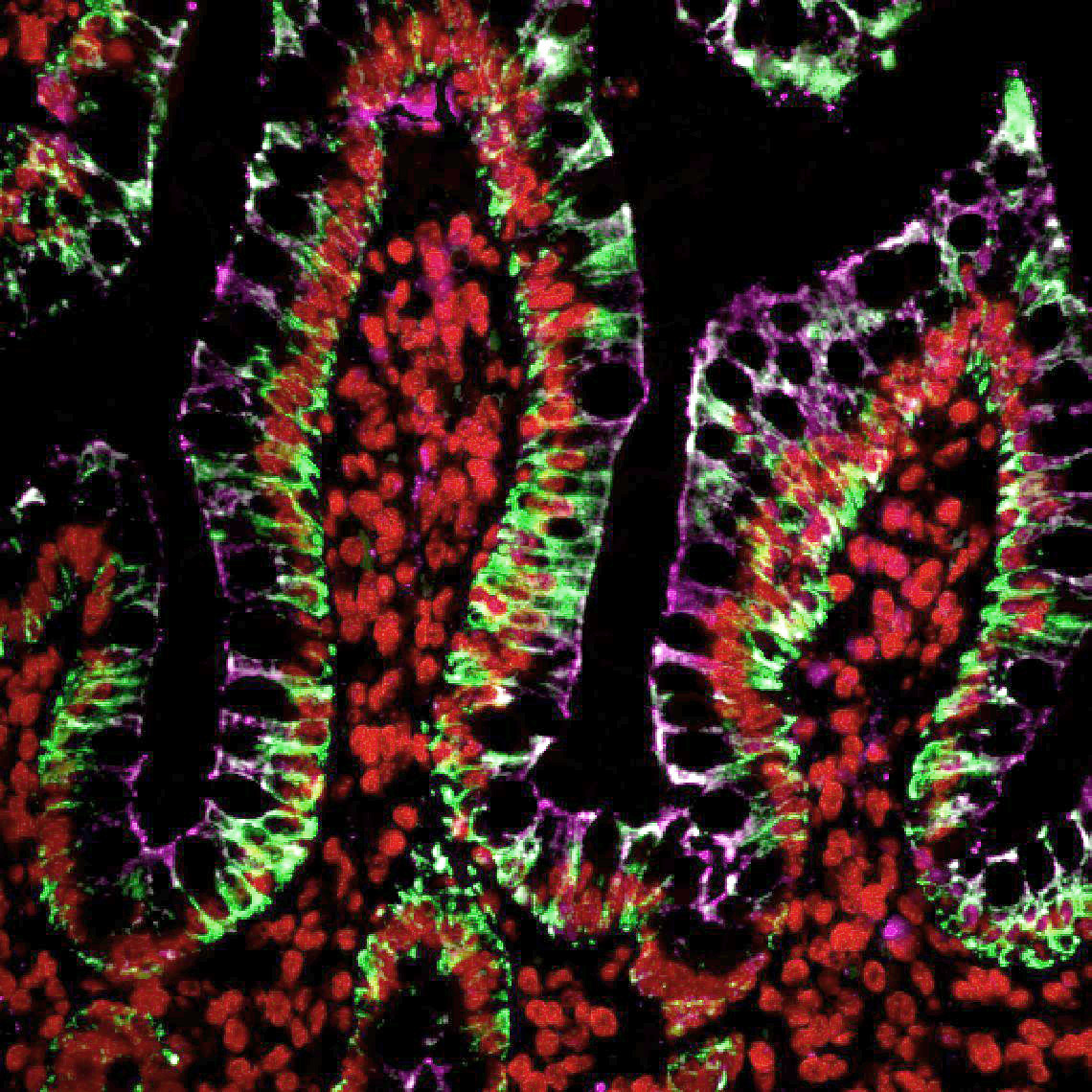 Tyramide Amplification Buffer Plus - Image 3