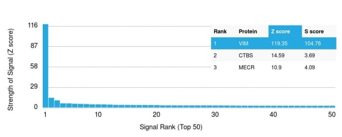 Analysis of Protein Array containing more than 19000 full-length human proteins using Vimentin (VIM) Mouse Monoclonal Antibody (VM452). Z- and S- Score: The Z-score represents the strength of a signal that a monoclonal antibody (MAb) (in combination with a fluorescently-tagged anti-IgG secondary antibody) produces when binding to a particular protein on the HuProtTM array. Z-scores are described in units of standard deviations (SDâs) above the mean value of all signals generated on that array. If targets on HuProtTM are arranged in descending order of the Z-score the S-score is the difference (also in units of SDâs) between the Z-score. S-score therefore represents the relative target specificity of a MAb to its intended target.  A MAb is considered to specific to its intended target if the MAb has an S-score of at least 2.5. For example if a MAb binds to protein X with a Z-score of 43 and to protein Y with a Z-score of 14 then the S-score for the binding of that MAb to protein X is equal to 29.