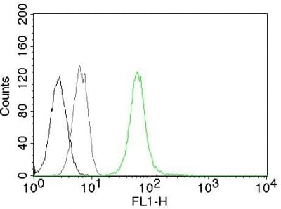 Vimentin Monoclonal Mouse Antibody (VM452) - Image 3