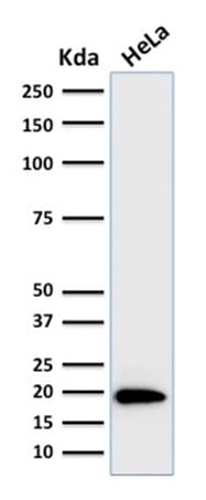 Western Blot Analysis of human HeLa Cell lysate using Ferritin Light Chain Mouse Monoclonal Antibody (FTL/1386).