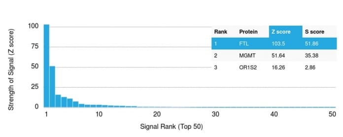 Analysis of Protein Array containing more than 19000 full-length human proteins using Ferritin Light Chain Mouse Monoclonal Antibody (FTL/1386) Z- and S- Score: The Z-score represents the strength of a signal that a monoclonal antibody (MAb) (in combination with a fluorescently-tagged anti-IgG secondary antibody) produces when binding to a particular protein on the HuProtTM array. Z-scores are described in units of standard deviations (SDâs) above the mean value of all signals generated on that array. If targets on HuProtTM are arranged in descending order of the Z-score the S-score is the difference (also in units of SDâs) between the Z-score. S-score therefore represents the relative target specificity of a MAb to its intended target. A MAb is considered to specific to its intended target if the MAb has an S-score of at least 2.5. For example if a MAb binds to protein X with a Z-score of 43 and to protein Y with a Z-score of 14 then the S-score for the binding of that MAb to protein X is equal to 29.