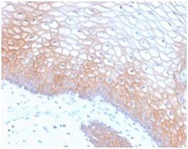 Formalin-fixed paraffin-embedded human Cervix stained with E-Cadherin Rabbit Recombinant Monoclonal Antibody (CDH1/2208R).