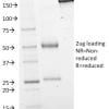 SDS Page Analysis Purified GAD1 (GAD67) Mouse Monoclonal Antibody (GAD1/2563).Confirmation of Purity and Integrity of Antibody.