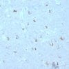 Formalin-fixed paraffin-embedded human Brain stained with GAD1 (GAD67) Mouse Monoclonal Antibody (GAD1/2563).