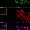 Mix-n-Stain™ CF® Dye Antibody Labeling Kits - Image 5