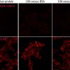 Mix-n-Stain™ CF® Dye Antibody Labeling Kits - Image 11