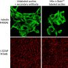 Mix-n-Stain™ CF® Dye Antibody Labeling Kits - Image 6