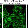 Mix-n-Stain™ CF® Dye Antibody Labeling Kits - Image 7