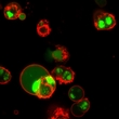 Dual Apoptosis Assay with NucView® 488 Caspase-3 Substrate & Annexin V - Image 3