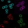 Concanavalin A (Con A) CF® Dye Conjugates