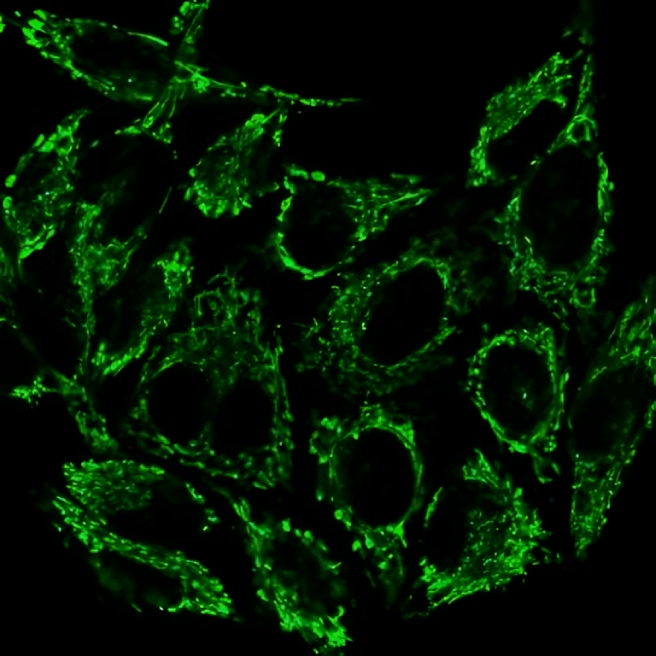 MitoView™ Dyes