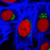 RedDot™2 Far-Red Nuclear Stain, 200X in DMSO