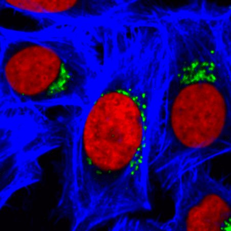 RedDot™2 Far-Red Nuclear Stain, 200X in DMSO