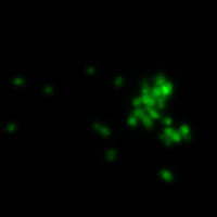 BactoViewâ¢ Live Fluorescent Bacterial Stains - Image 10