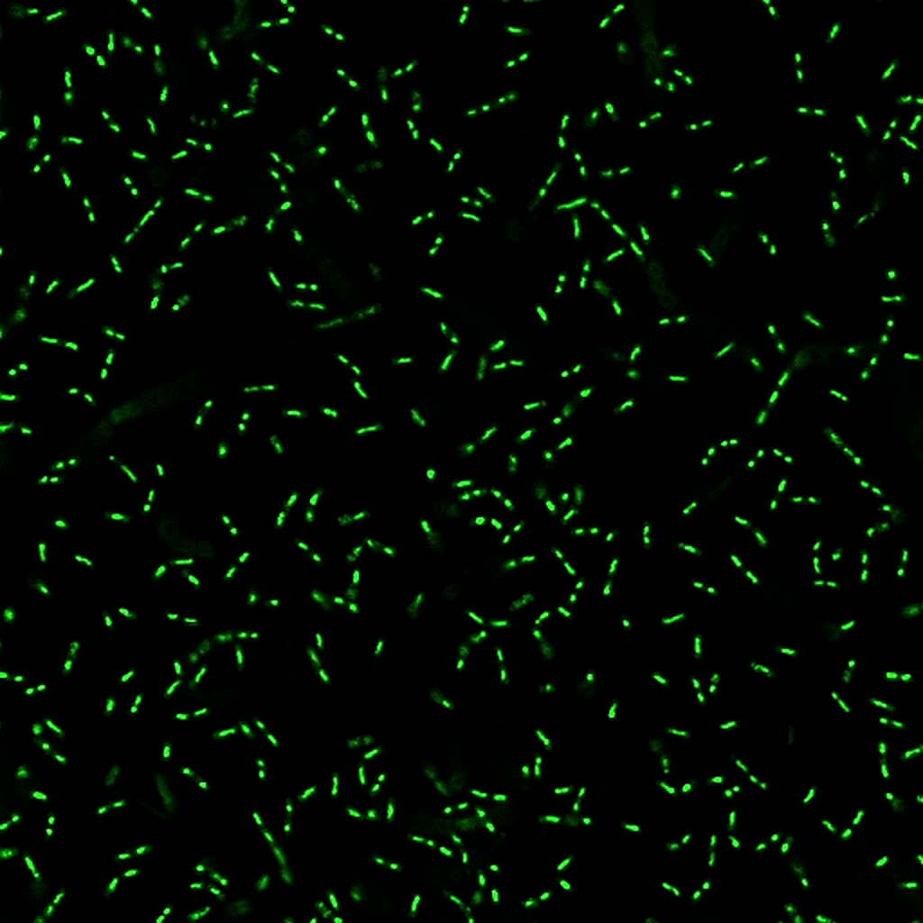 BactoViewâ¢ Live Fluorescent Bacterial Stains - Image 2