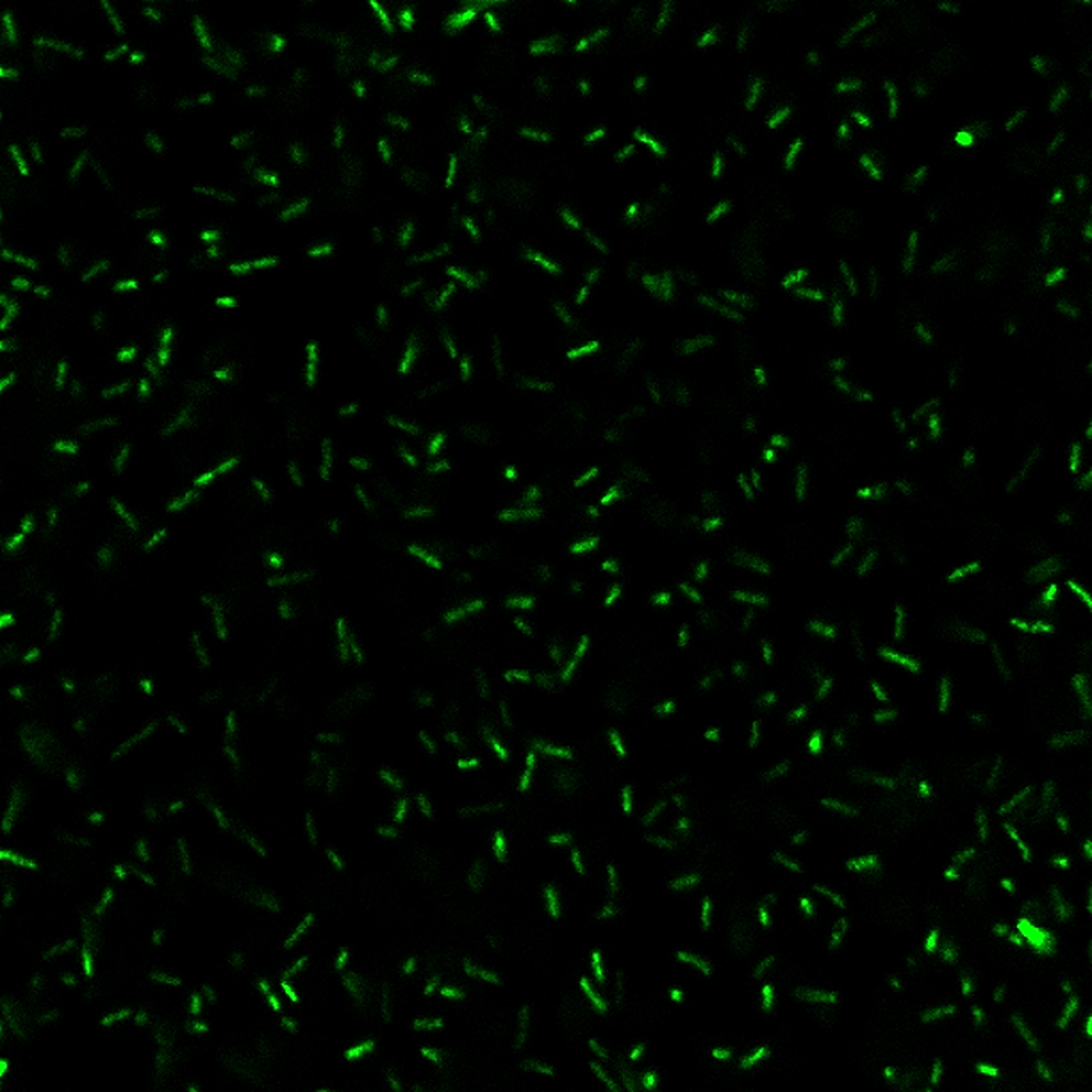 BactoViewâ¢ Live Fluorescent Bacterial Stains - Image 4