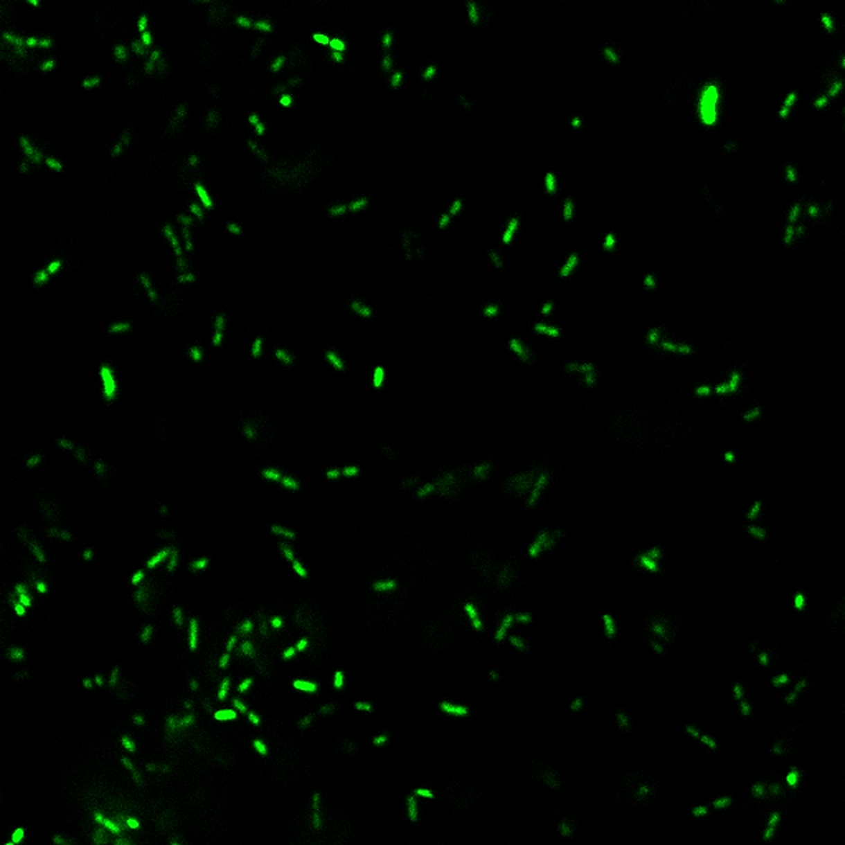 BactoViewâ¢ Live Fluorescent Bacterial Stains - Image 5