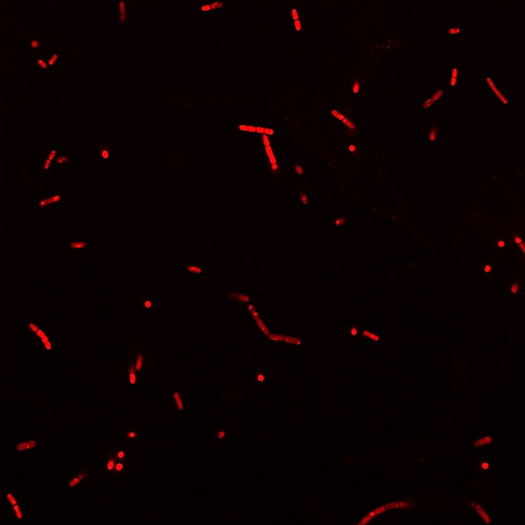BactoViewâ¢ Live Fluorescent Bacterial Stains - Image 6