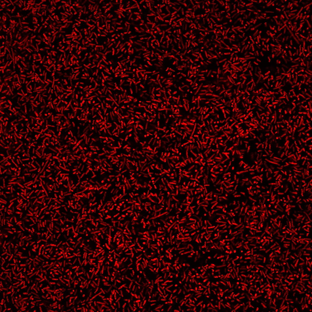 BactoViewâ¢ Live Fluorescent Bacterial Stains - Image 7