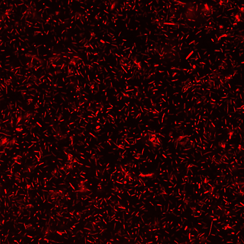 BactoViewâ¢ Live Fluorescent Bacterial Stains - Image 8