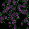 RedDot™2 Far-Red Nuclear Stain, 200X in DMSO - Image 6