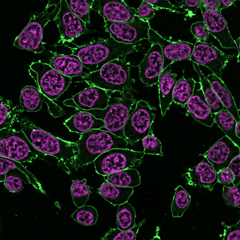 RedDot™2 Far-Red Nuclear Stain, 200X in DMSO - Image 6